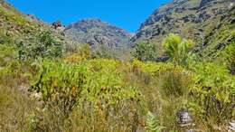 Image of Protea nana (Berg.) Thunb.