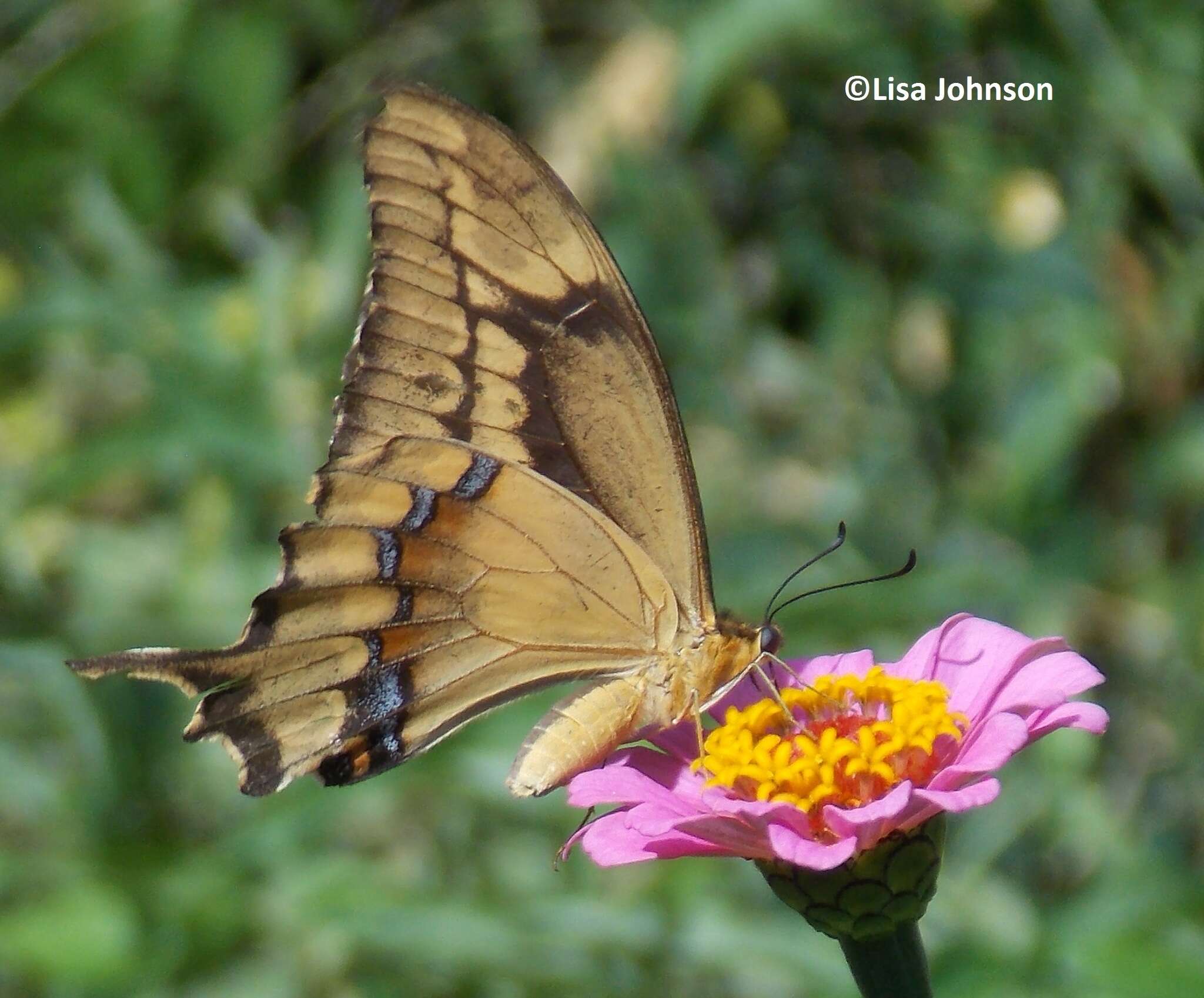 Image of Schaus' Swallowtail