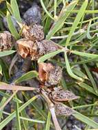 Image of Hakea corymbosa R. Br.