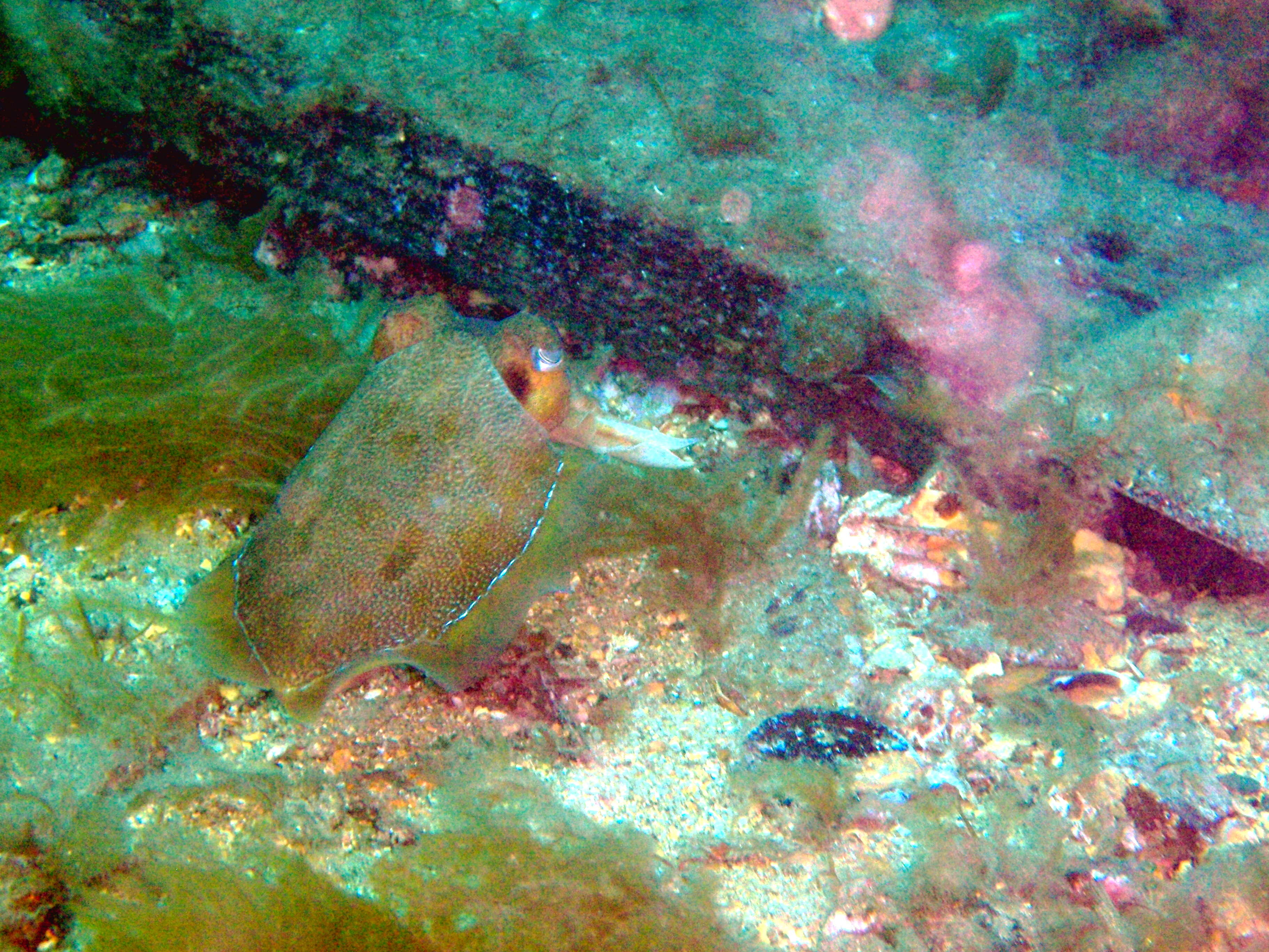 Image of Giant Australian Cuttlefish