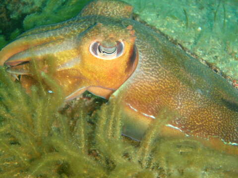 Image of Giant Australian Cuttlefish