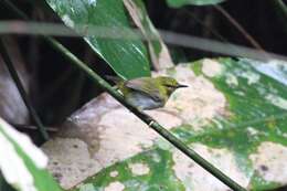 Image of Yellow-browed Camaroptera