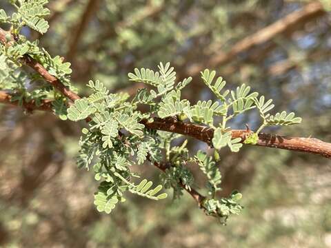 Vachellia tortilis subsp. raddiana (Savi) Kyal. & Boatwr.的圖片