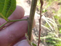 Sivun Desmodium fernaldii B. G. Schub. kuva