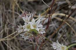 Image of pitted onion