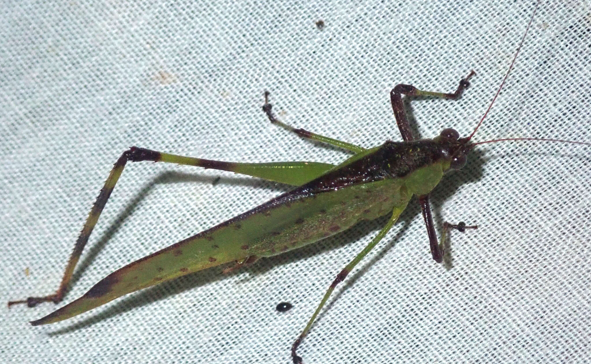 Image of Euceraia rufovariegata (Chopard 1918)