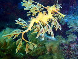 Image of Phycodurus