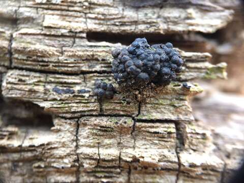 Annulohypoxylon truncatum (Starbäck) Y. M. Ju, J. D. Rogers & H. M. Hsieh 2005的圖片