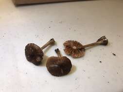 Image of Pluteus elaphinus Justo 2014