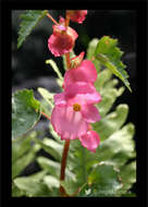 Слика од Begonia gracilis Kunth