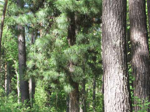 Imagem de Pinus sibirica Du Tour