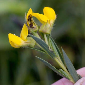 Image of <i>Liparia angustifolia</i>