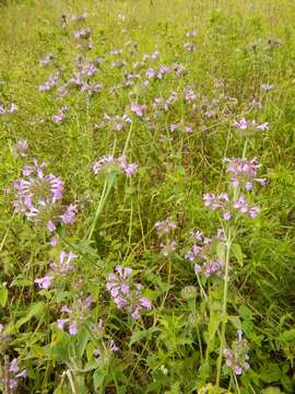 Image of Clinopodium vulgare subsp. orientale Bothmer