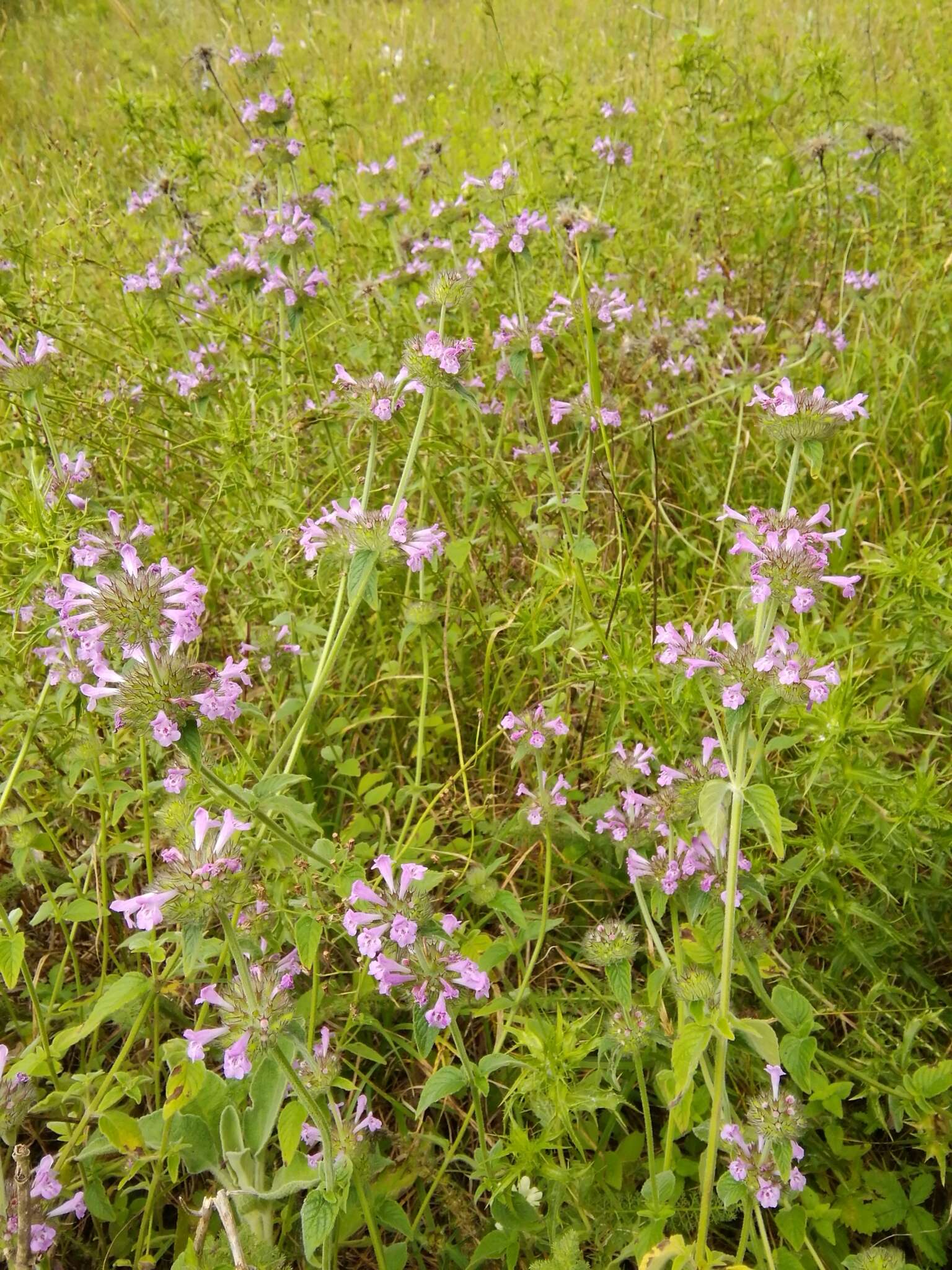 Слика од Clinopodium vulgare subsp. orientale Bothmer