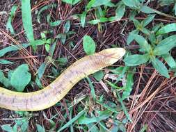 Image of Red Worm Lizard