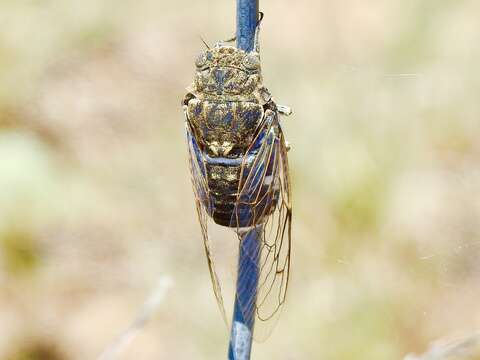 Image of Cacama valvata (Uhler 1888)