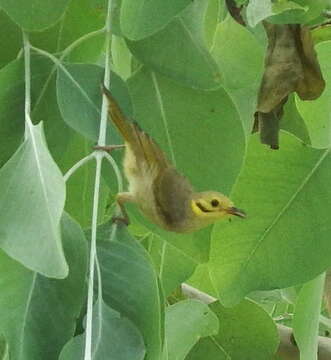 Image of Yellow-tinted Honeyeater