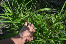 Image of Fringed sedge