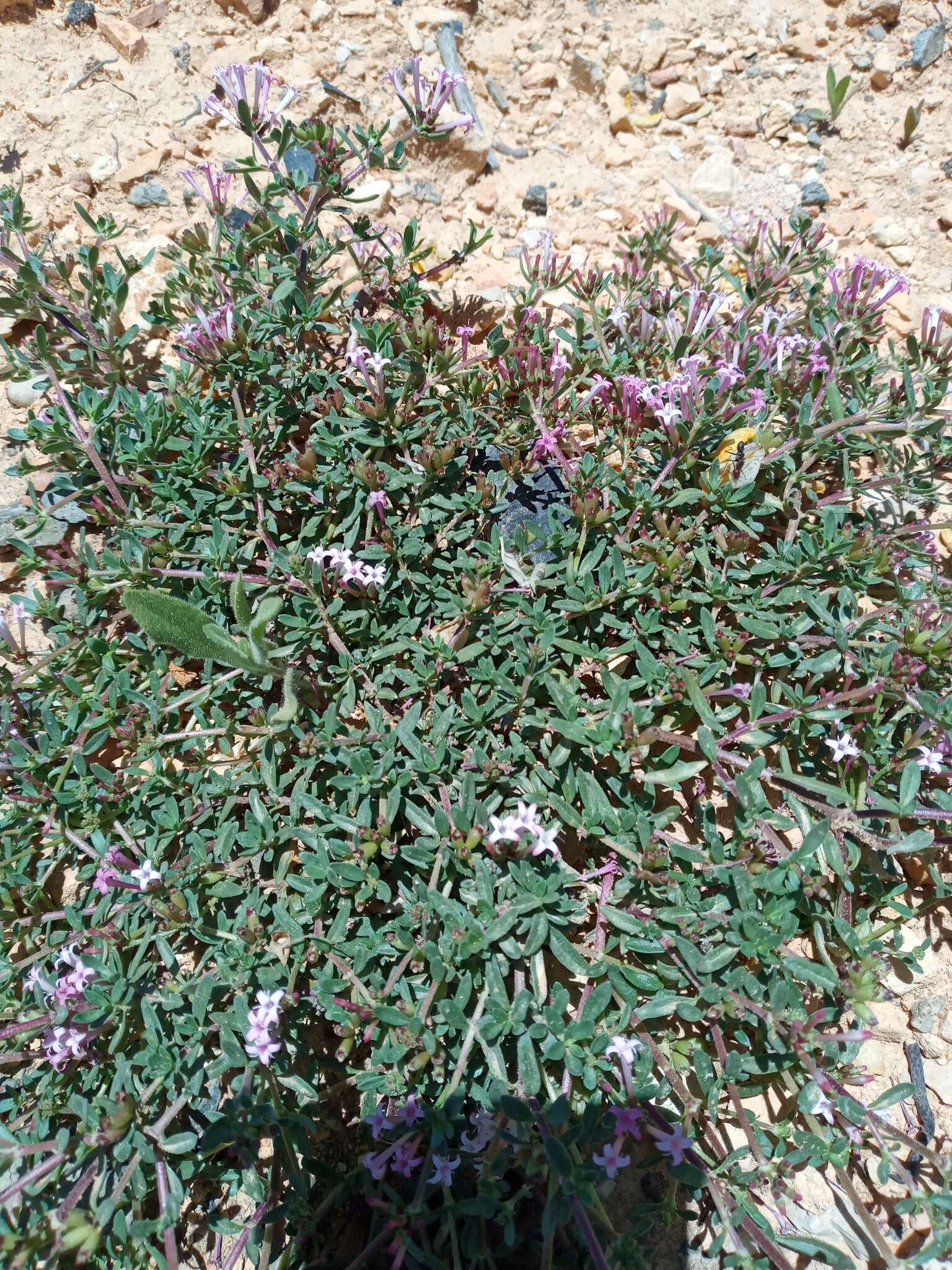 Image of Plocama calabrica (L. fil.) M. Backlund & Thulin