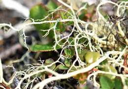 Image of witch's hair lichen