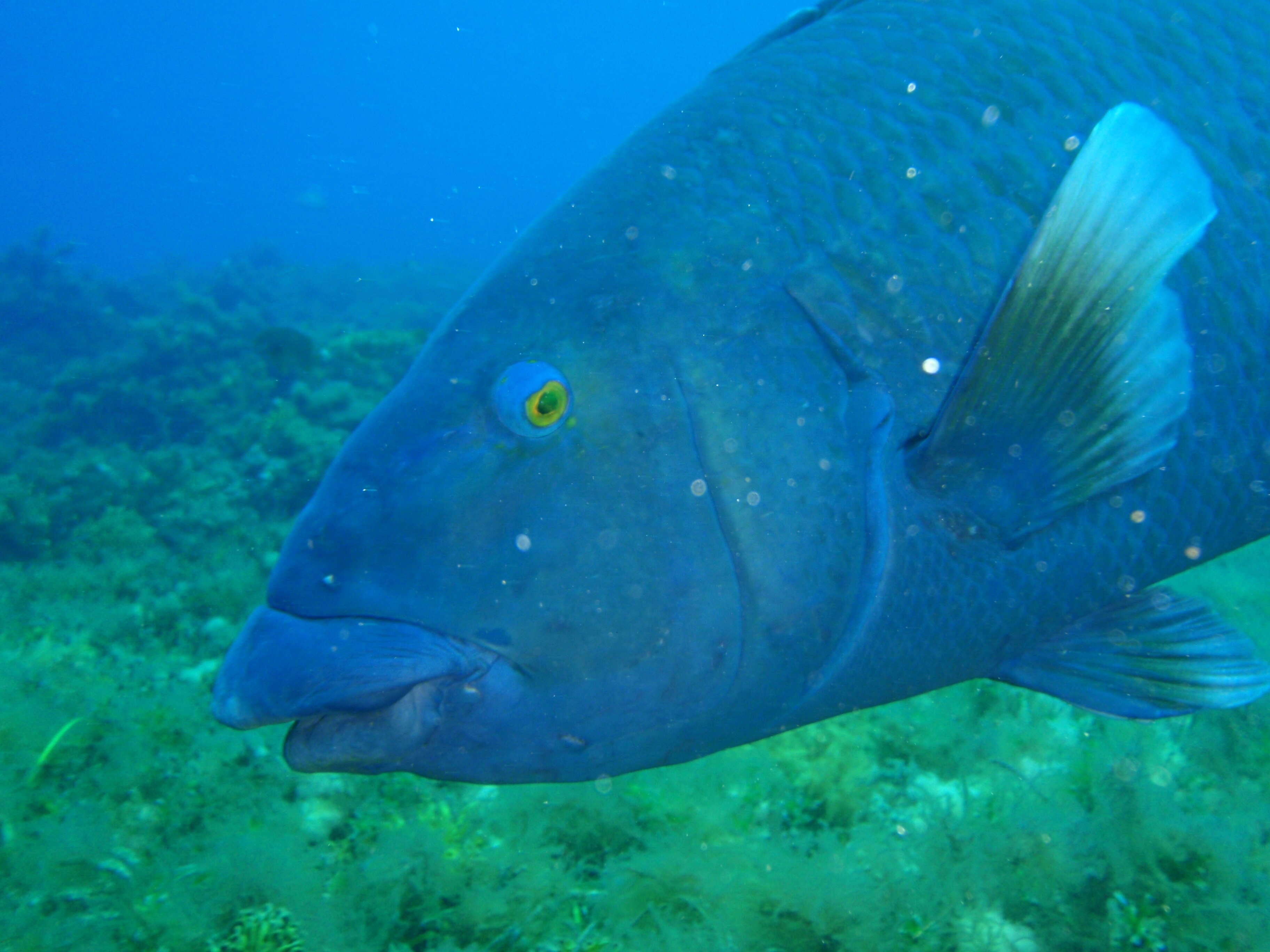 Achoerodus gouldii (Richardson 1843) resmi