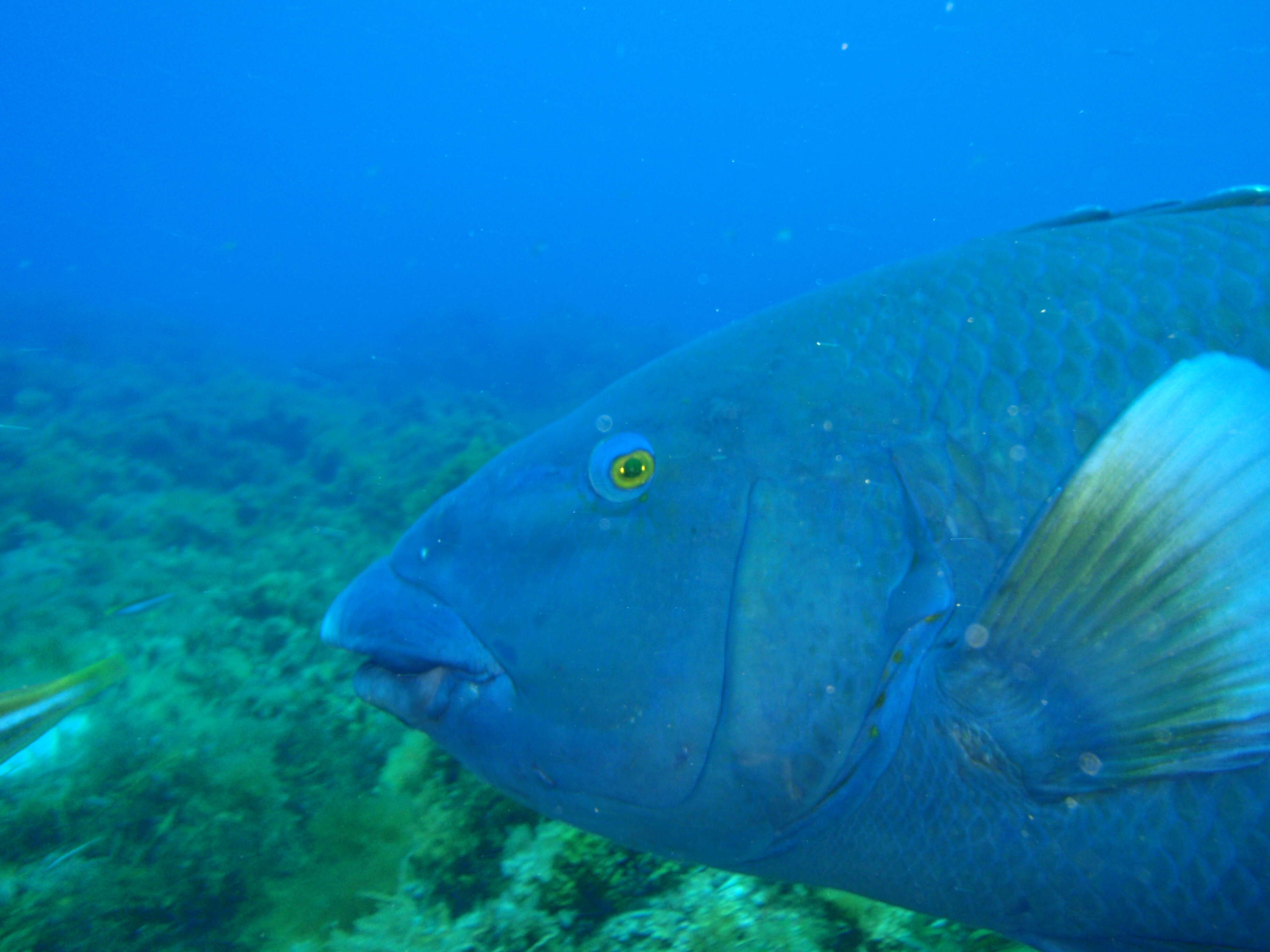 Achoerodus gouldii (Richardson 1843) resmi