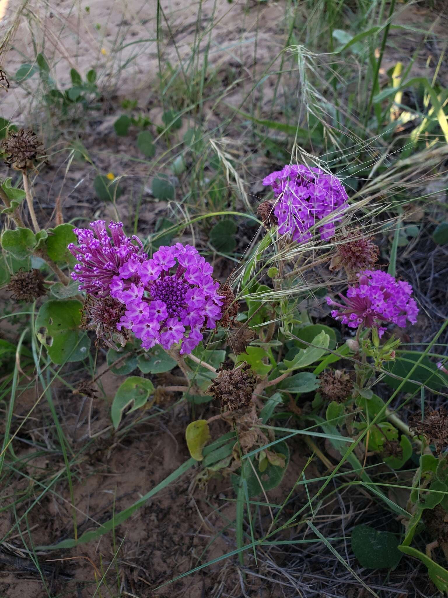 Imagem de Abronia ameliae Lundell