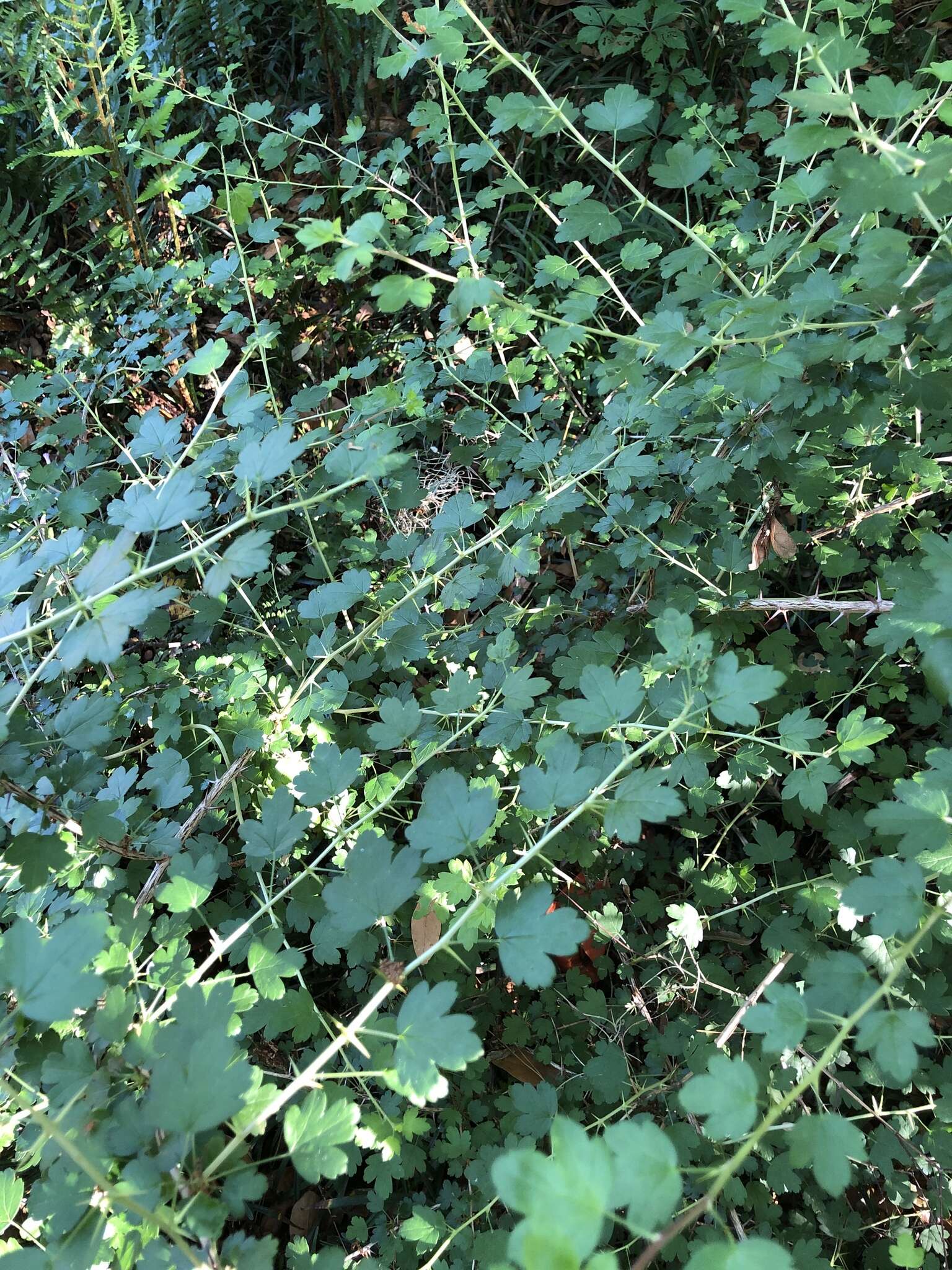 Image of Miccosukee gooseberry