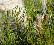 Image of Spatalla curvifolia Salisb.