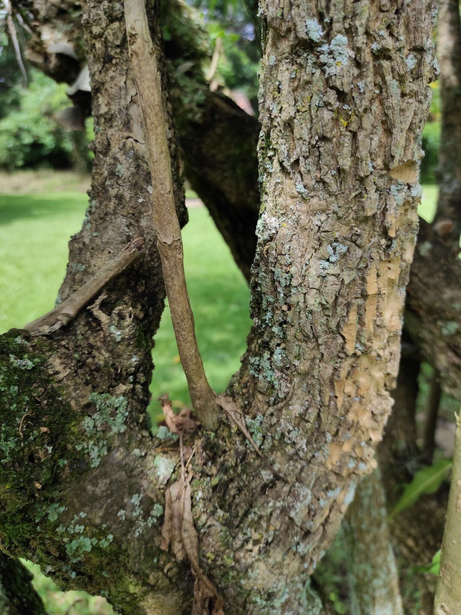 Sivun Acnistus arborescens (L.) Schltdl. kuva