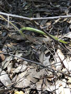 Image of Club-lipped spider orchid