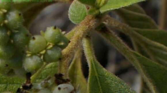 Image de Tournefortia pubescens Hook. fil.