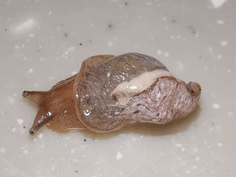 Image of Succinea arundinetorum