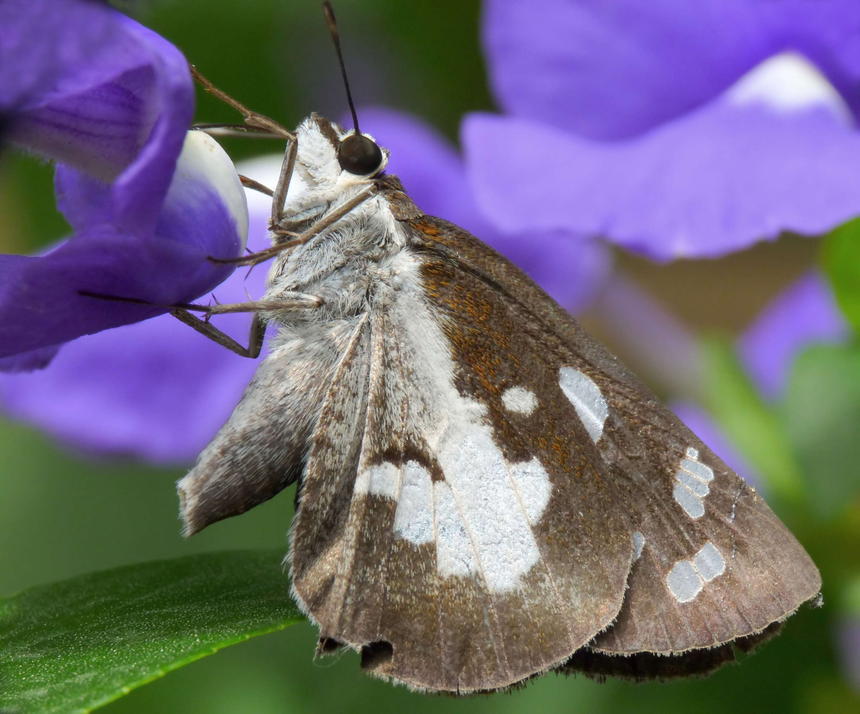 Plancia ëd Achetaria azurea (Linden) V. C. Souza