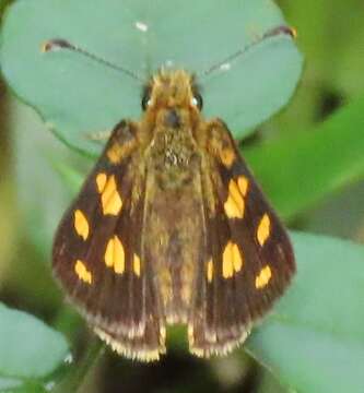 Image of Metisella metis Linnaeus 1764