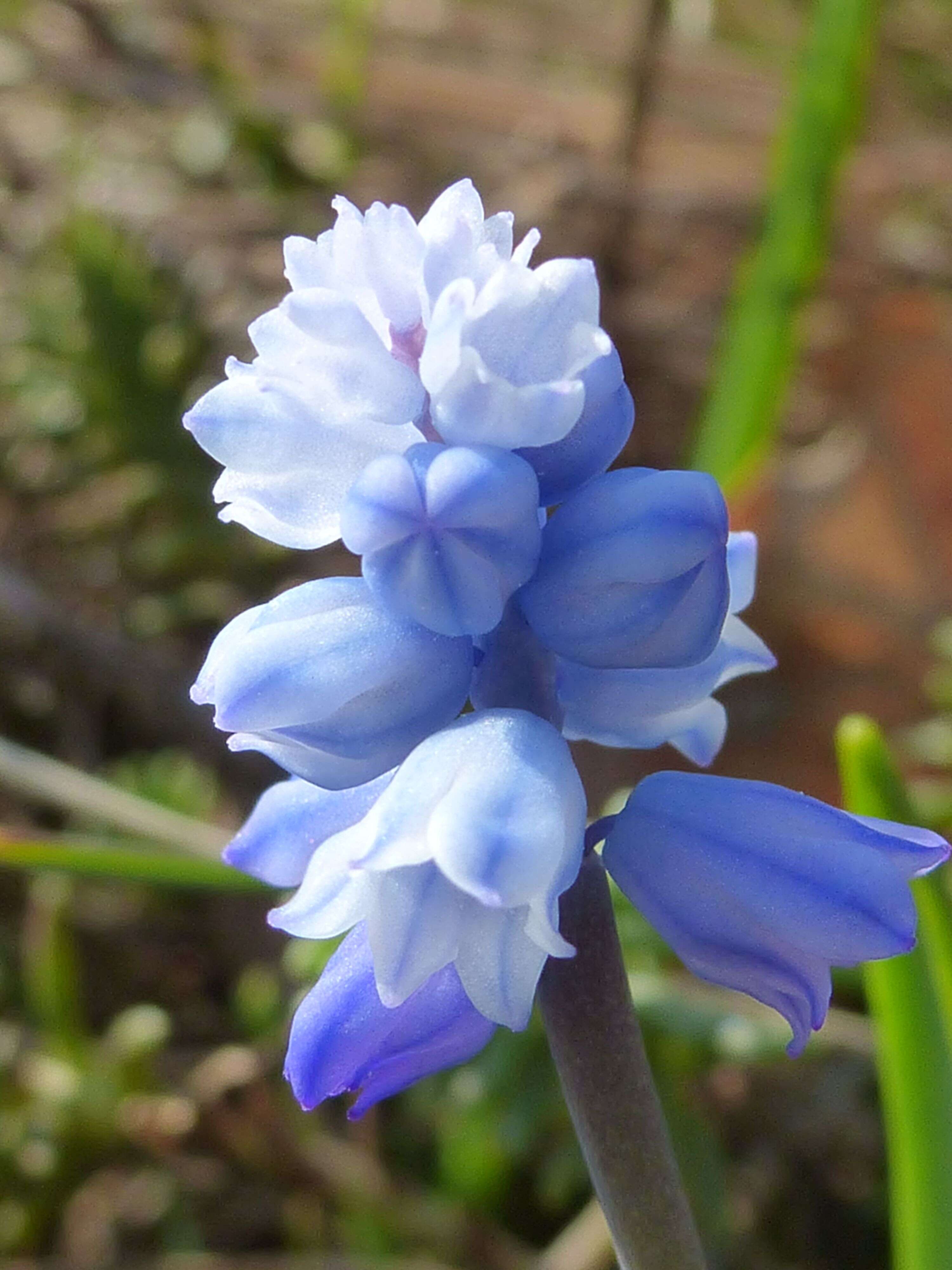 Слика од Pseudomuscari azureum (Fenzl) Garbari & Greuter