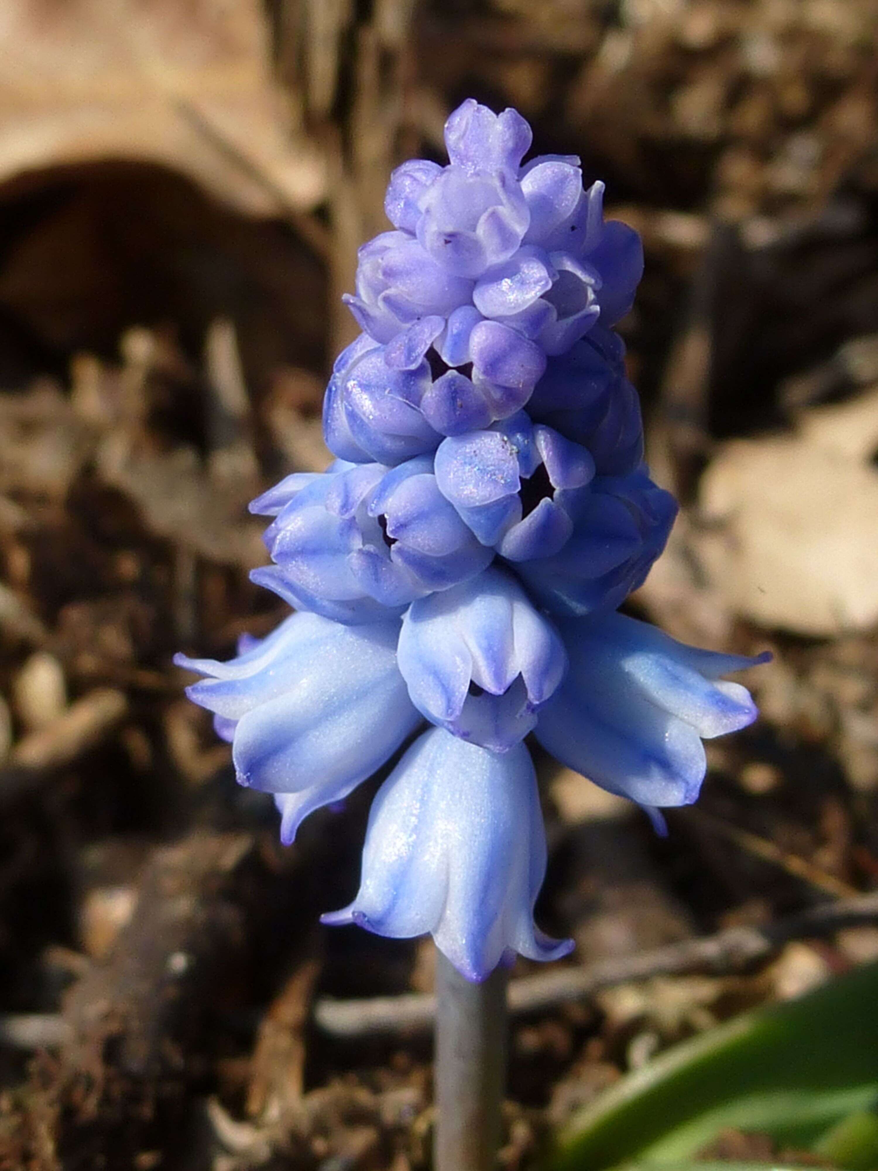 Слика од Pseudomuscari azureum (Fenzl) Garbari & Greuter