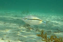 Image of Black stripe butterfish