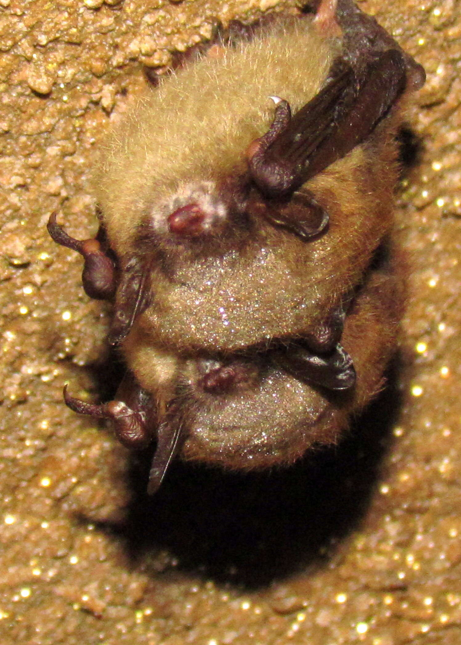 Image of little brown bat