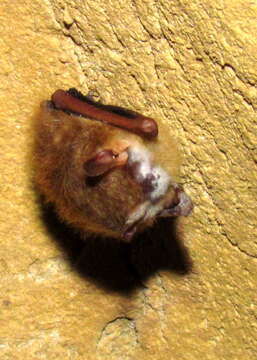 Image of Eastern Pipistrelle