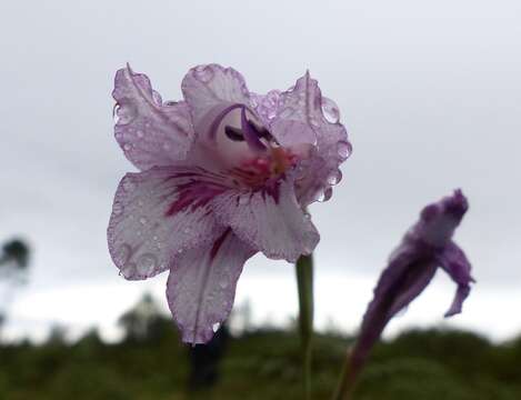 Слика од Gladiolus roseovenosus Goldblatt & J. C. Manning