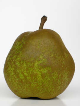 Image of European Pear