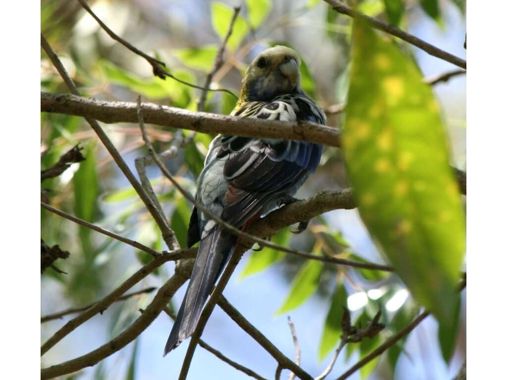 Image of Pale-headed Rosella