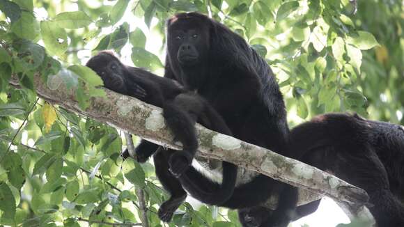 Image of Black Howling Monkey