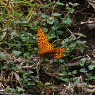 Sivun Argynnis castetsi kuva