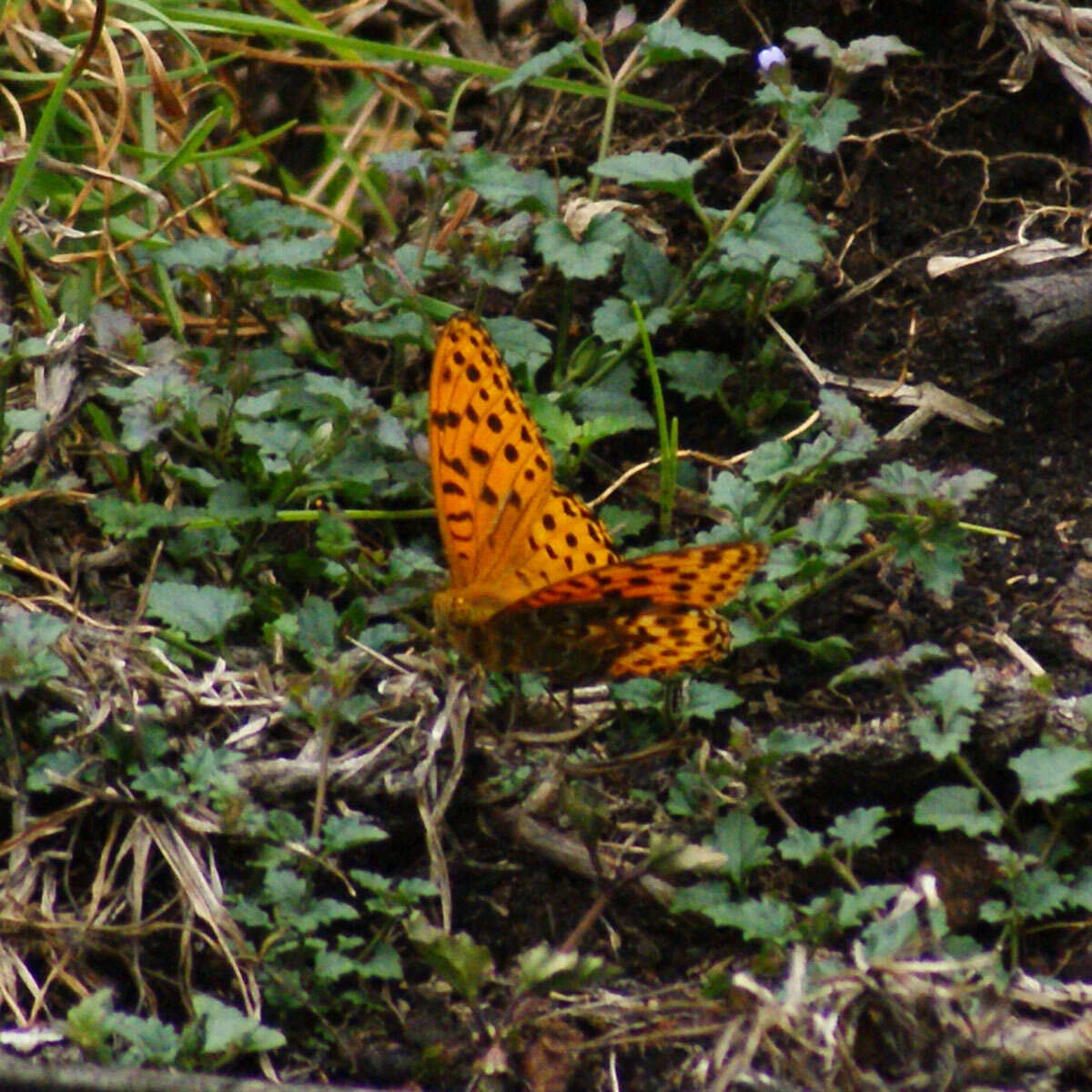 Sivun Argynnis castetsi kuva