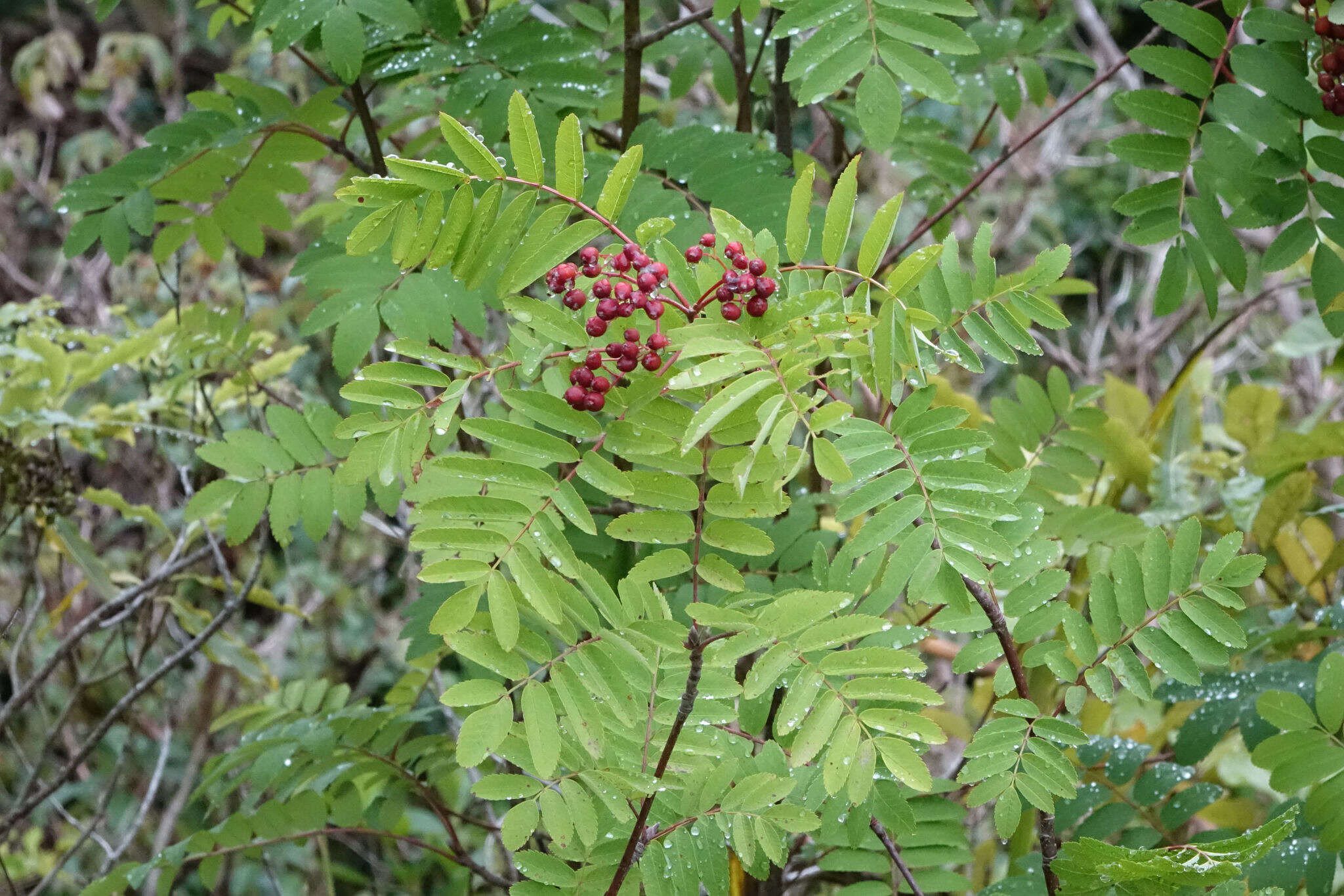 Image of rowan,  moutain ash