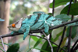 Image of Madagascar & Seychelles Islands Chameleons