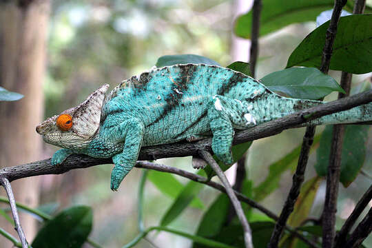 Image of Madagascar & Seychelles Islands Chameleons