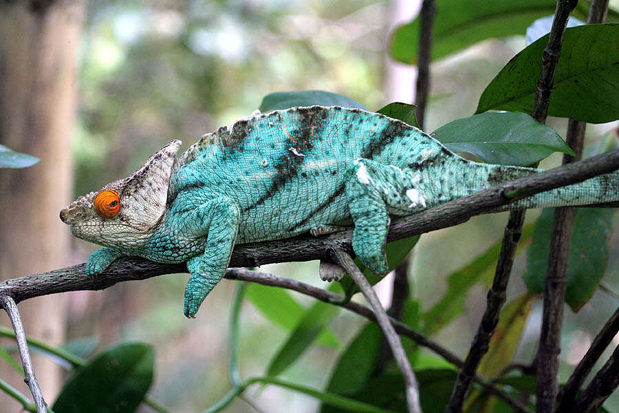 Image of Madagascar & Seychelles Islands Chameleons